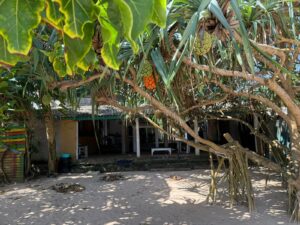 Tropical tree with large fruits near tiled-roof porch, surrounded by sandy ground